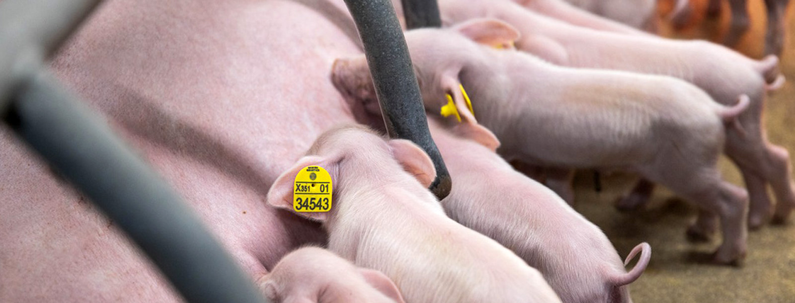 �������ʳ��