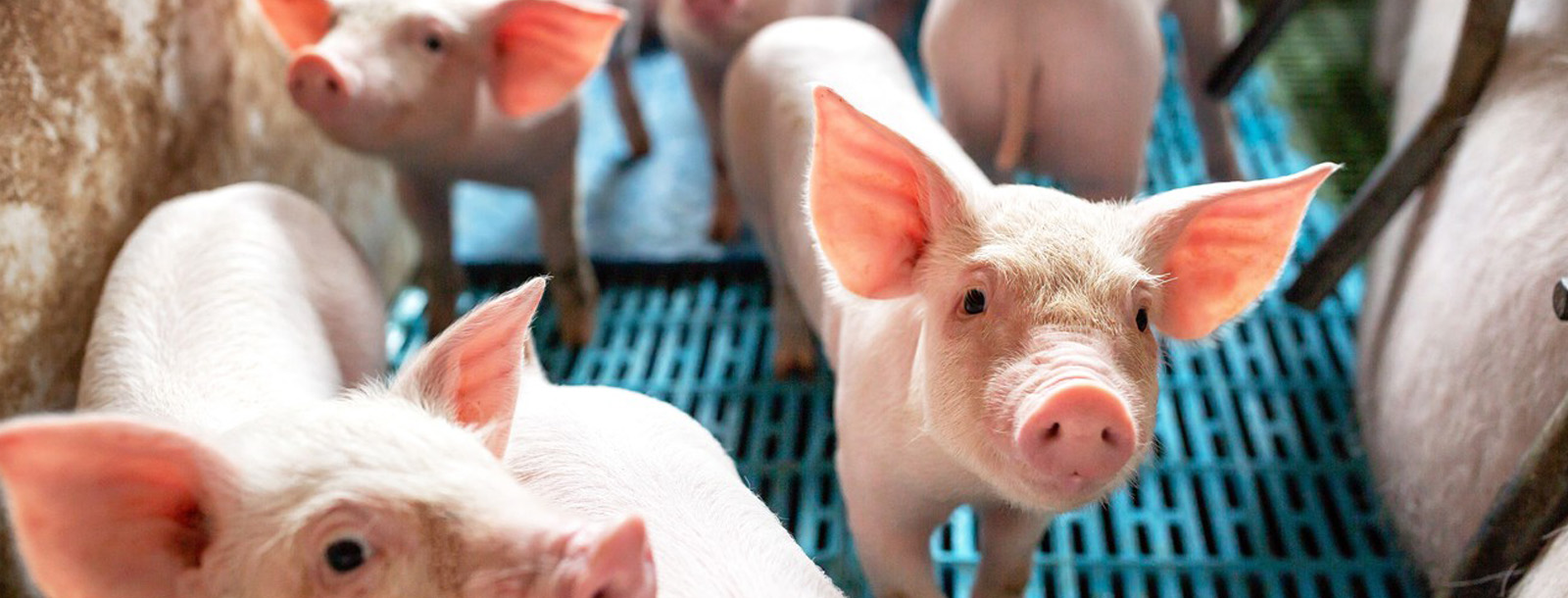 ����������Ͽ�������