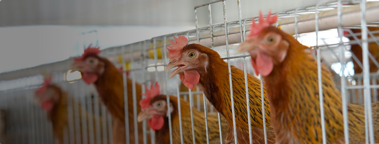 ��࿵����ֳģʽ��������������������������Ч�������