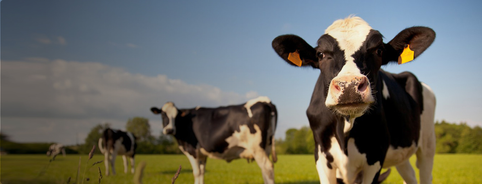 ������ţ�����ɴ�л������ƽ��