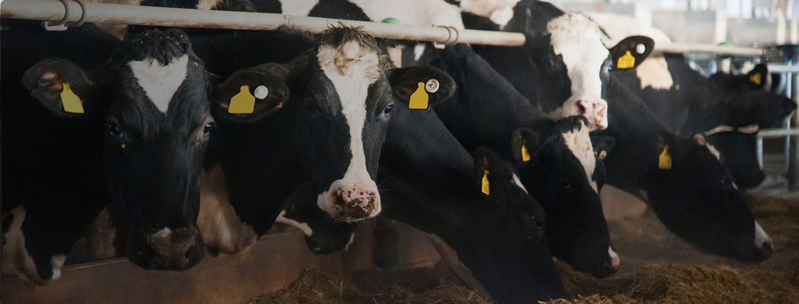 ���ٹ�Ӧ��������������ƽ�� 