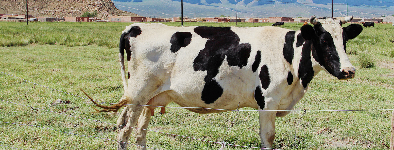 ����Χ������ţ����