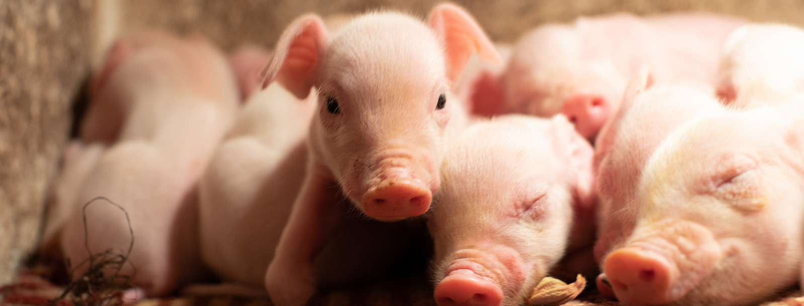 ά������������