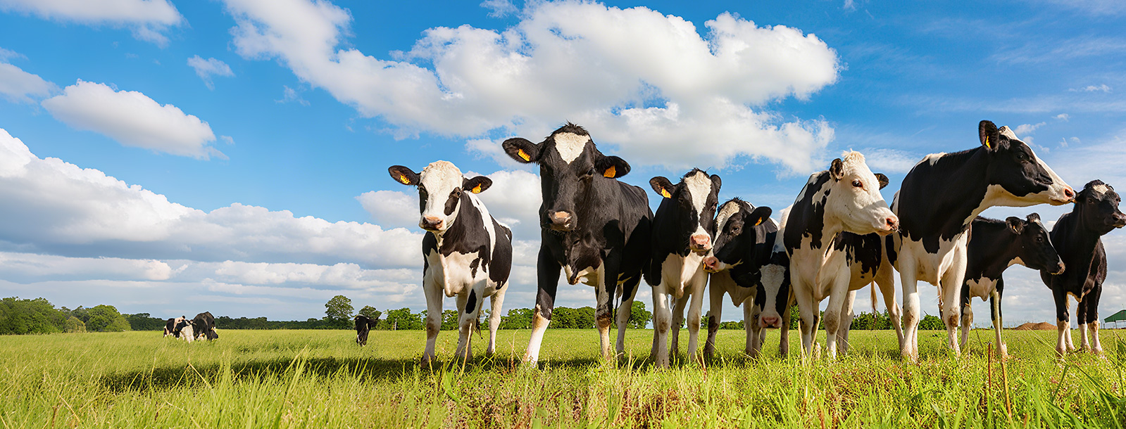 ���Ʒ�ۻ�����ʿ�����������������߷�ۻ�����ʳ��